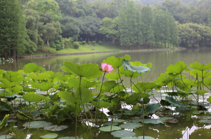 釋誠信風水師